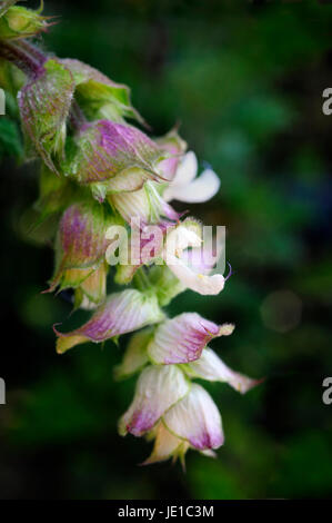 Salbei in voller Blüte Stockfoto