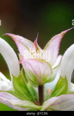 Muskatellersalbei Blume Stockfoto