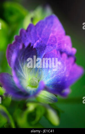 Hortensie blüht Stockfoto