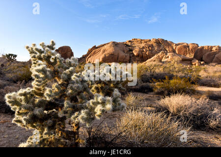 Ein Cylindropuntia Fulgida oder "springen Kaktus" in der Wüste Südwesten USA gefunden. Eine Wüstenlandschaft im Joshua Tree National Park Stockfoto