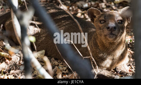 Neugierig Fossa (Cryptoprocta Ferox) in den Dump, Nationalpark Kirindy, Madagaskar Stockfoto