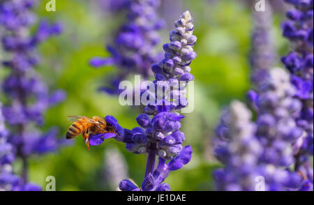 Biene auf der Suche nach Nektar der Lavendel Blume. Close-up und selektiven Fokus. Stockfoto