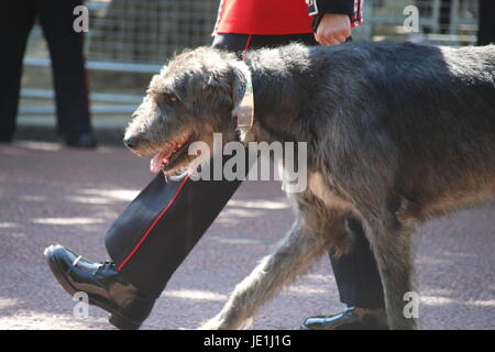 Der Irish Guards Regimental Maskottchen, Domnhall, führt die Truppen über The Mall, London für Trooping die Farbe 17. Juni 2017 Stockfoto