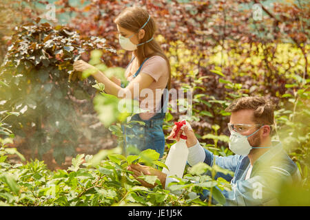 Gärtner-Mann und Frau in Atemschutzmasken kümmert sich um Pflanzen und düngen sie mit Spritzen in das Gewächshaus. Stockfoto