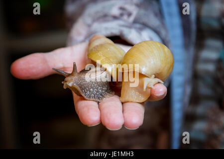 Nach Hause Schnecke Achatina in der Handfläche von Ihrer hand Stockfoto