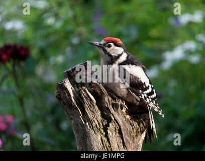 Juvenile Great Spotted Woodpecker Dendrocopos großen UK Stockfoto