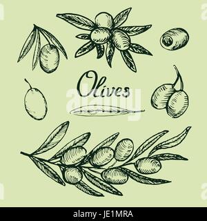Olivenzweige, Blätter und Früchte set design mit Inschrift, Holzschnitt-Style-Design, Hand gezeichnete Doodle, skizzieren im Pop-Art-Stil, Vektor-illustration Stock Vektor