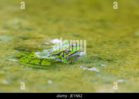 Portrait von natürlichen grünen Frosch (Rana esculenta) sitzen im Wasser