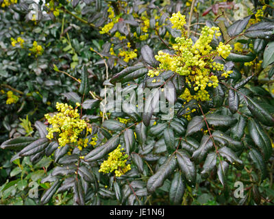 Mahonie Mahonia Aquifolium. Suzannes Gemüsegarten, Le Pas, Mayenne, Frankreich. Stockfoto