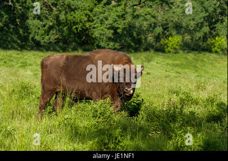 Bison in der Wiese Stockfoto