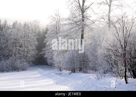 Verschneiter Winterwald Bei Engenhahn Im Taunus, Hessen, Deutschland Stockfoto