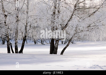 Verschneiter Winterwald Bei Engenhahn Im Taunus, Hessen, Deutschland Stockfoto