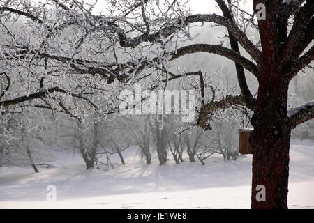 Verschneiter Winterwald Bei Engenhahn Im Taunus, Hessen, Deutschland Stockfoto