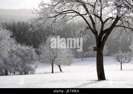 Verschneiter Winterwald Bei Engenhahn Im Taunus, Hessen, Deutschland Stockfoto