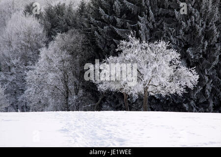 Verschneiter Winterwald Bei Engenhahn Im Taunus, Hessen, Deutschland Stockfoto