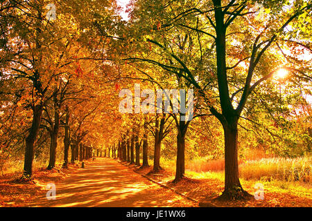 Schöne Herbst Gasse bei Sonnenuntergang. Kiew Botanischer Garten. Stockfoto