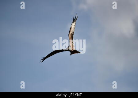 Rotmilan Milvus Milvus in fliegen Stockfoto