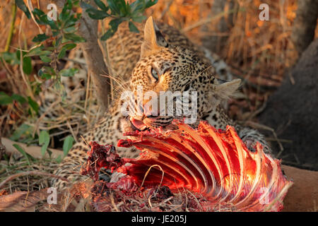 Männliche Leoparden (Panthera Pardus) Fütterung auf seine Beute, Sabie Sand Naturschutzgebiet, Südafrika Stockfoto