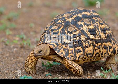 Pantherschildkröte (Stigmochelys Pardalis), Umzug, Krüger Nationalpark, Südafrika Stockfoto