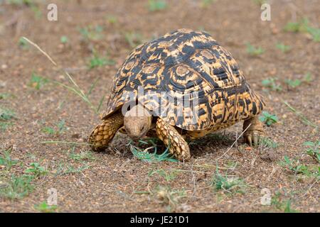 Pantherschildkröte (Stigmochelys Pardalis), Fütterung auf Rasen, Krüger Nationalpark, Südafrika Stockfoto