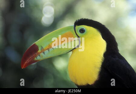 Tropische Vögel in der Stadt Copán in Honduras in Mittelamerika Stockfoto