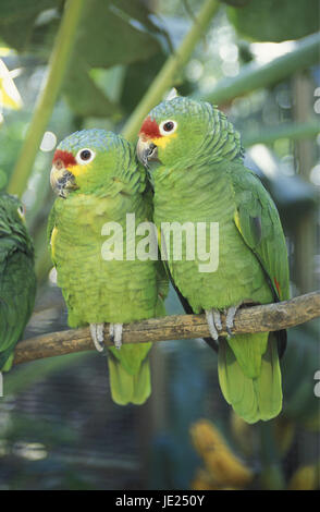 Tropische Vögel in der Stadt Copán in Honduras in Mittelamerika Stockfoto