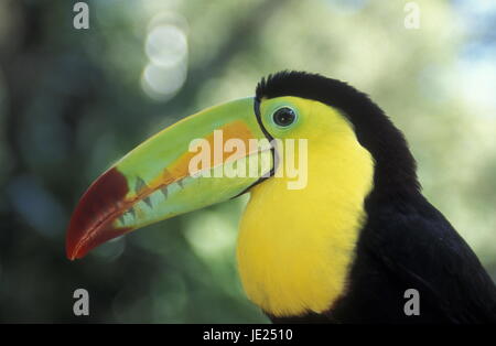 Tropische Vögel in der Stadt Copán in Honduras in Mittelamerika Stockfoto