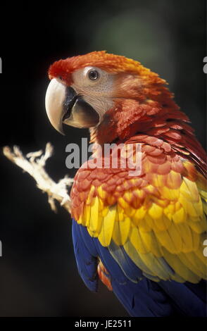 Tropische Vögel in der Stadt Copán in Honduras in Mittelamerika Stockfoto