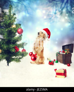 Dackel Hund schmücken Weihnachtsbaum mit Schatzkiste auf dem Schnee Stockfoto