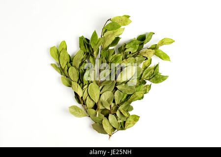 Zweige der Lorbeer Lorbeerblätter auf weißem Hintergrund Stockfoto