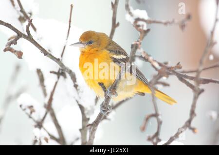 Young Baltimore Oriole (Ikterus Galbula) in einem Schneesturm Stockfoto