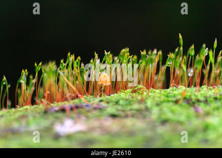 Nahaufnahme Makro Pilz Haircap Moos Schwamm an einem Baumstamm Stockfoto