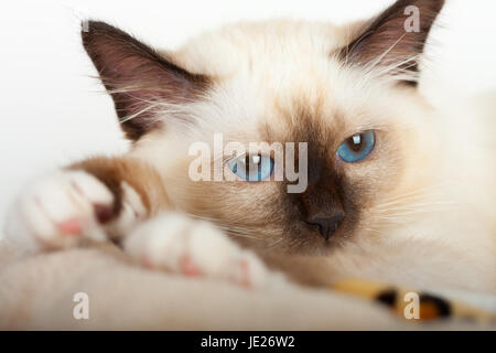 Ein Seal Point Birma Katze, 4 Monate altes Kätzchen, Mann mit blauen Augen, in der Nähe des Gesichts. Stockfoto