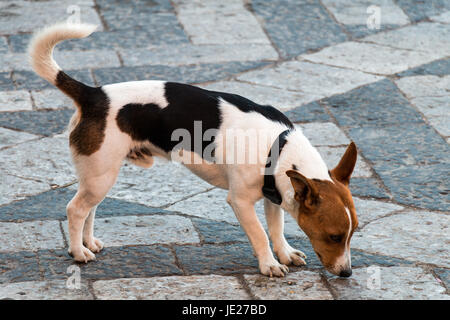 Hund, schnüffeln an einem öffentlichen Ort ein Stockfoto