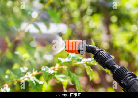 Besprühen der Blätter der Bäume gegen Schädlinge mit Chemikalien Stockfoto