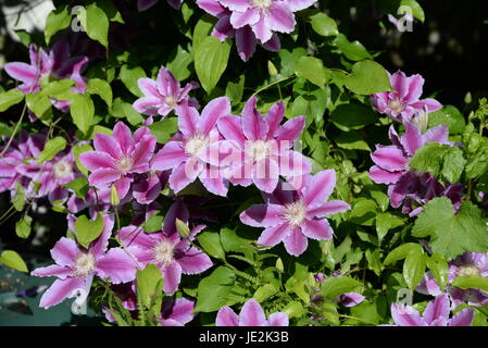 Clematis, Waldrebe, Blume, Rosa, rosa, Blumen, Strauch, Busch, Blüte
