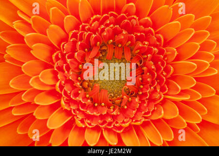 einzelne Blume orange Gerbara Makros Stockfoto