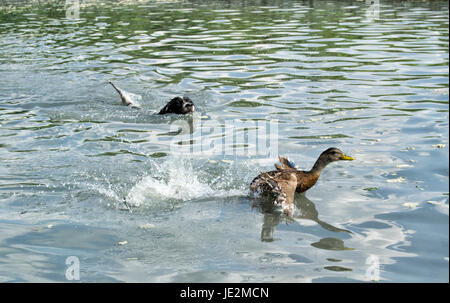 Jagdhund jagt eine deutsche Ente Schwimmen im Wasser Stockfoto