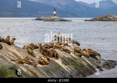 Seelöwen-Insel und Leuchtturm - Beagle-Kanal, Ushuaia, Argentinien Stockfoto