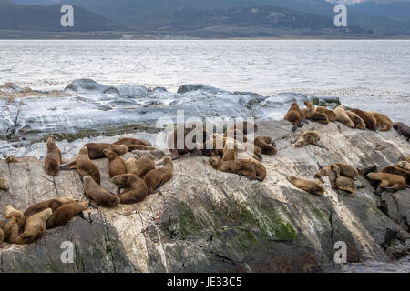 Seelöwen Insel - Beagle-Kanal, Ushuaia, Argentinien Stockfoto