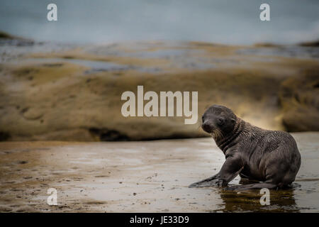 Baby sea lion pup auf den Klippen in La Jolla, Kalifornien, USA Stockfoto