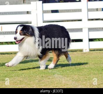 Eine junge, gesunde, schöne, schwarz, weiß und rot Australian Shepherd Hund zu Fuß auf dem Rasen suchen, sehr ruhig und liebenswert. Aussie Hunde sind sehr gute Rettungs- und Blindenhunde. Stockfoto