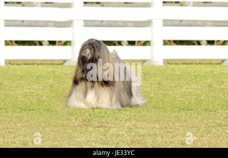 Ein kleiner Junge Licht Tan, beige, Beige, grau und weiß Lhasa Apso Hund mit einem langen, seidigen Fell stehen auf dem Rasen. Die langhaarige, bärtige Lasa Hund hat schwere gerade lange Fell und ist ein Begleithund. Stockfoto