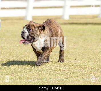 Eine kleine, junge, schöne, beige braun gestromte und weiße englische Bulldogge laufen auf dem Rasen suchen, verspielt und fröhlich. Der Bulldog ist ein muskulöser, schwerer Hund mit einem faltigen Gesicht und eine markante Nase geschoben-in. Stockfoto