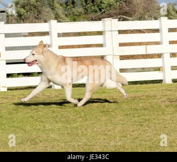 Ein Höhenplan eine junge schöne Kupfer Rot Beige und weiß Siberian Husky Hund laufen, bekannt für ihre erstaunliche Ausdauer und die Bereitschaft zur Arbeit. Sie sehen aus wie Wölfe. Stockfoto