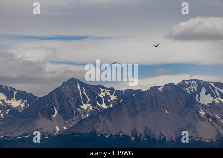 Chilenische Skua Vogel fliegen über Berge im Beagle-Kanal - Ushuaia, Feuerland, Argentinien Stockfoto