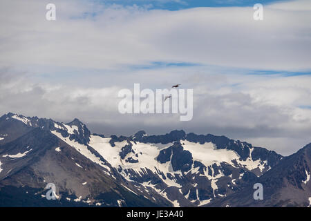 Chilenische Skua Vogel fliegen über Berge im Beagle-Kanal - Ushuaia, Feuerland, Argentinien Stockfoto