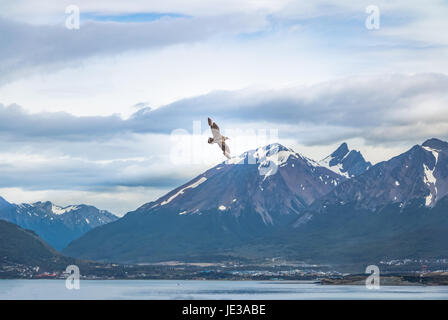 Chilenische Skua Vogel fliegen über Berge im Beagle-Kanal - Ushuaia, Feuerland, Argentinien Stockfoto