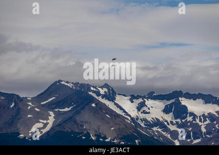 Chilenische Skua Vogel fliegen über Berge im Beagle-Kanal - Ushuaia, Feuerland, Argentinien Stockfoto