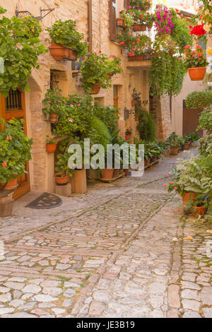 Straße dekoriert mit Pflanzen und Blumen in der historischen italienischen Stadt. (Spello, Umbrien, Italien.) Vertikal. Stockfoto